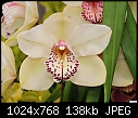Click image for larger version

Name:	Ivory Orchid.jpg
Views:	1935
Size:	138.1 KB
ID:	12735