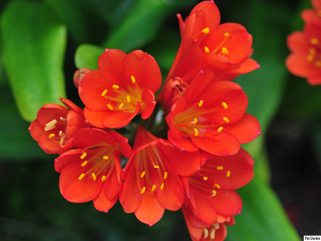 Orange Flowers - GardenBanter.co.uk