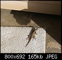 Click image for larger version

Name:	Lizard DSC00115.JPG
Views:	925
Size:	164.9 KB
ID:	12739