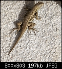 Click image for larger version

Name:	Lizard bDSC00115.jpg
Views:	387
Size:	197.2 KB
ID:	12740