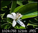 Click image for larger version

Name:	Orange Blossom.jpg
Views:	2576
Size:	121.1 KB
ID:	12743