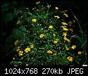 Yellow flowers-yellow-flowers.jpg