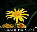 Click image for larger version

Name:	Yellow flower.jpg
Views:	403
Size:	113.6 KB
ID:	12745
