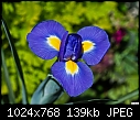 Click image for larger version

Name:	Wild Blue Iris.jpg
Views:	1466
Size:	139.0 KB
ID:	12746
