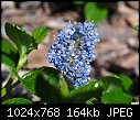 Click image for larger version

Name:	Shiny little flower.jpg
Views:	1780
Size:	164.2 KB
ID:	12751