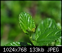 Click image for larger version

Name:	Shiny little wet leaf.jpg
Views:	412
Size:	132.9 KB
ID:	12752