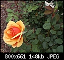 Click image for larger version

Name:	Rose About Face DSC00123.JPG
Views:	377
Size:	147.6 KB
ID:	12754