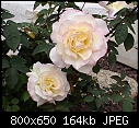 Garden Party-rose-garden-party-dsc00121.jpg