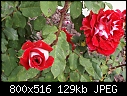 Click image for larger version

Name:	Rose Snow Fire DSC00119.JPG
Views:	1412
Size:	129.3 KB
ID:	12756