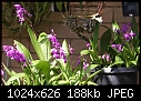 Chinese orchids in bloom now.-bletilla-striata-dsc00149.jpg