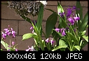 Click image for larger version

Name:	Bletilla striata DSC00150.JPG
Views:	385
Size:	119.7 KB
ID:	12758