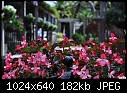 Click image for larger version

Name:	Begonias.jpg
Views:	231
Size:	181.7 KB
ID:	12761