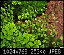 Adiantum Capillus-veneris - Maidenhair Fern-adiantum-capillus-veneris-maidenhair-fern.jpg