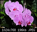 Click image for larger version

Name:	Pink Phaleanopsis Group.jpg
Views:	240
Size:	196.0 KB
ID:	12765