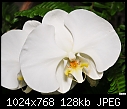 Click image for larger version

Name:	White Phaleanopsis.jpg
Views:	474
Size:	128.3 KB
ID:	12766