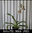 I also grow these-paph-moquettianum-1497-dsc00128.jpg
