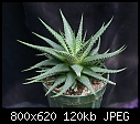 Succulent-haworthia-radula-68cdsc00168.jpg