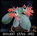 Soft pretty plant-reichsteineria-leucotricha-v.cardinal-53-dsc00151.jpg