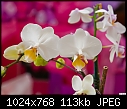 Click image for larger version

Name:	White Phal - Easter 031.jpg
Views:	283
Size:	112.6 KB
ID:	12772