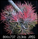 Click image for larger version

Name:	T ionantha 338a-DSC00186.jpg
Views:	3974
Size:	213.3 KB
ID:	12777