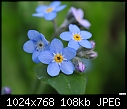 Tiny blue flowers 2-tiny-blue-flowers-2.jpg