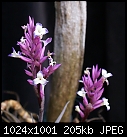 Click image for larger version

Name:	T 2 ID purpurea DSC00190.jpg
Views:	306
Size:	205.1 KB
ID:	12784