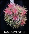Click image for larger version

Name:	T ionantha 338-DSC00183.jpg
Views:	483
Size:	371.4 KB
ID:	12785