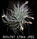 Click image for larger version

Name:	T jacunda v. viridiflora 218a-DSC00176.jpg
Views:	311
Size:	179.4 KB
ID:	12788