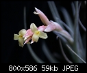 Click image for larger version

Name:	T jacunda v. viridiflora 218a-DSC00182.jpg
Views:	89
Size:	58.9 KB
ID:	12789