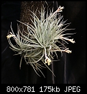 Tillandsia jacunda &amp; a closeup-t-jacunda-v.-viridiflora-218a-dsc00177.jpg