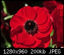 Click image for larger version

Name:	Red Ranunculus 2.jpg
Views:	243
Size:	200.4 KB
ID:	12804