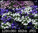 Click image for larger version

Name:	Blue & White Petunias 2.jpg
Views:	1396
Size:	682.0 KB
ID:	12805