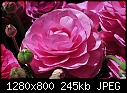Pink Ranunculus 2-pink-ranunculus-2.jpg