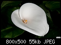 A Lily-calla-lily.jpg