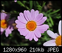 Click image for larger version

Name:	Pink Flower 2.jpg
Views:	224
Size:	209.5 KB
ID:	12821