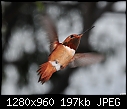 Male Rufous Hummingbird 2-male-rufous-hummingbird-2.jpg