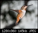 Click image for larger version

Name:	Female Rufous Hummingbird.jpg
Views:	2459
Size:	144.8 KB
ID:	12823