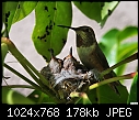 Hummingbird family portrait - yep - she's a Rufous alright-hummingbird-family-portrait-yep-shes-rufous-alright.jpg
