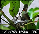 Mother hummingbird feeding kids 1-mother-hummingbird-feeding-kids-1.jpg
