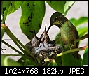 Click image for larger version

Name:	Mother hummingbird feeding kids 2.jpg
Views:	310
Size:	182.4 KB
ID:	12828