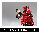 Red Bougainvillea-9541-c-9541-orchbutterfly-04-04-10-40-400.jpg