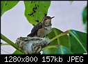 Click image for larger version

Name:	Hummer before leaving nest   1280x800.jpg
Views:	221
Size:	156.9 KB
ID:	12836