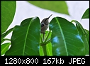 Click image for larger version

Name:	Hummer after leaving nest   1280x800.jpg
Views:	232
Size:	166.8 KB
ID:	12837