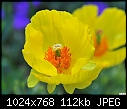 Click image for larger version

Name:	Yellow wildflower & bug.jpg
Views:	300
Size:	111.6 KB
ID:	12849