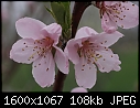 Click image for larger version

Name:	Peach_blossom_8599.jpg
Views:	298
Size:	107.9 KB
ID:	12850