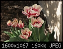 Signs of Spring - TULIPS_8749.jpg (1/1)-tulips_8749.jpg