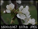 Signs of Spring - Whitegold-Cherry_blo#25793F.jpg (1/1)-whitegold-cherry_blo-25793f.jpg