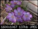 Signs of Spring - Crocus_8377.jpg (1/1)-crocus_8377.jpg