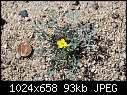 Small Poppy - Poppy-and-a-Penny.jpg (1/1)-poppy-penny.jpg