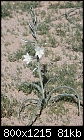Click image for larger version

Name:	Desert-Lily.jpg
Views:	246
Size:	80.8 KB
ID:	12859